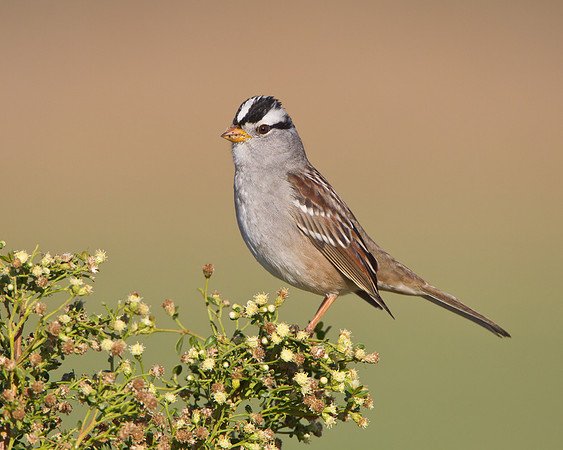 White-crowned Sparrow