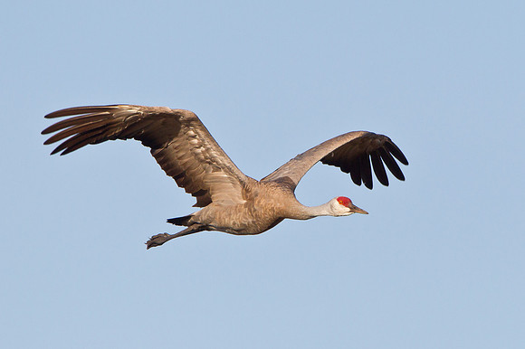 Sandhill Crane