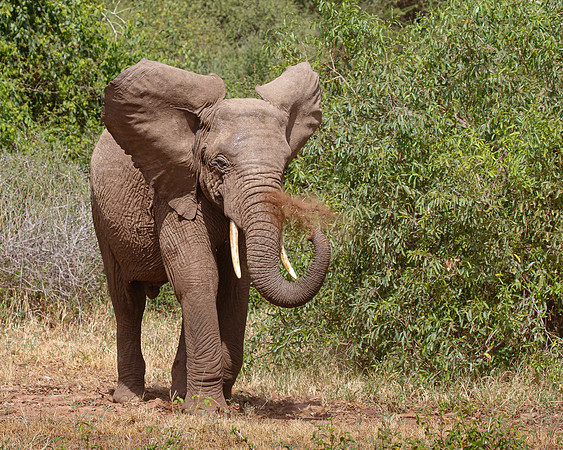 African Elephant