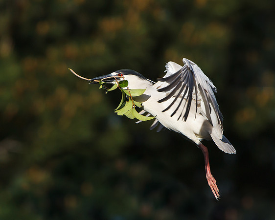 Black-crowned Night Heron, carrying nest material
