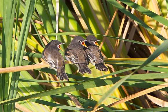 Black Phoebe, chicks begging for food