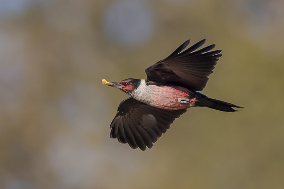 Lewis' Woodpecker
