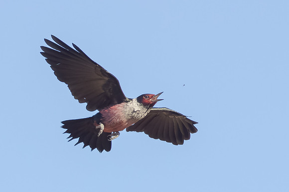 Lewis' Woodpecker