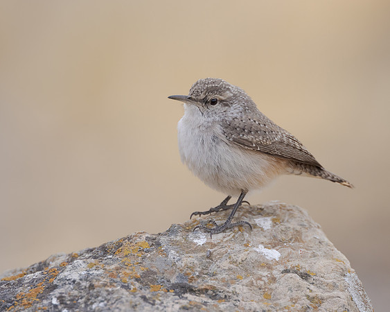 Rock Wren