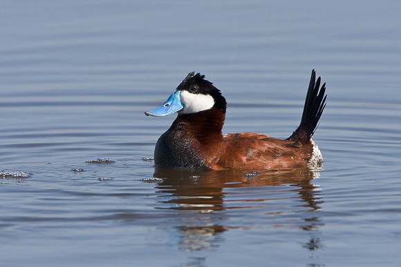 Ruddy Duck