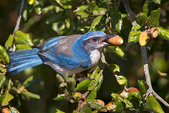 California Scrub-Jay, collecting acorns (formerly Western Scrub-Jay)