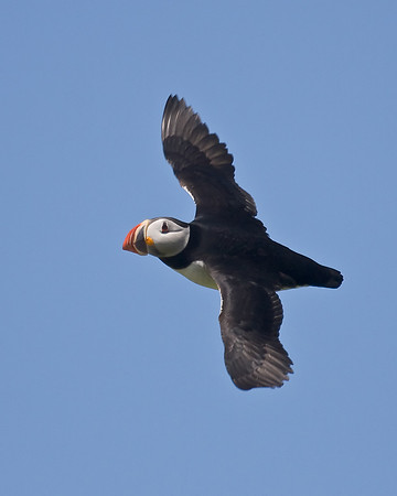 Atlantic Puffin