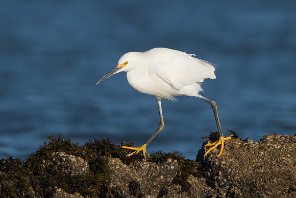 Snowy Egret