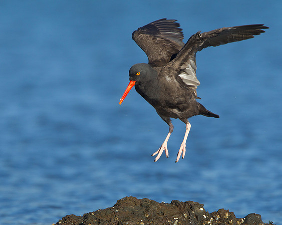 Black Oystercatcher