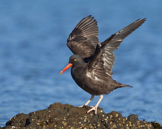 Black Oystercatcher