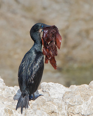 Brandt's Cormorant with nest material