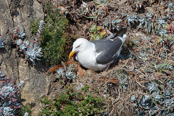 Western Gull, at nest