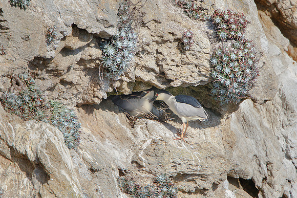 Black-crowned Night Herons, at nest