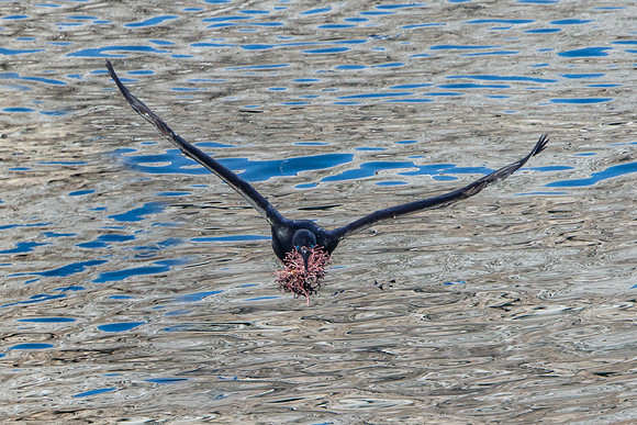 Brandt's Cormorant with nest material