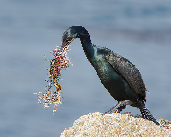 Brandt's Cormorant, with nest material