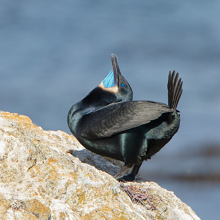 Brandt's Cormorant, courthip display