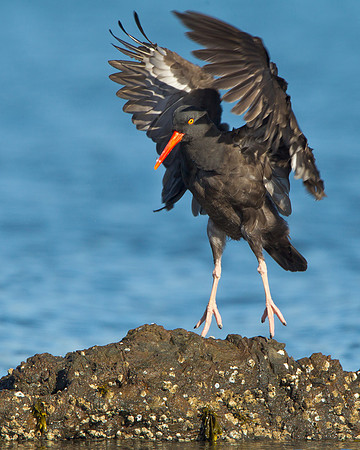 Black Oystercatcher