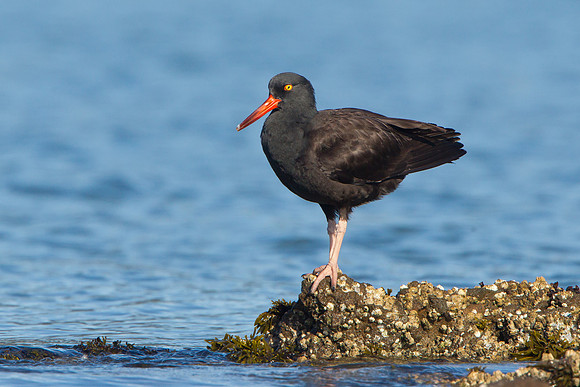 Black Oystercatcher, juvenile
