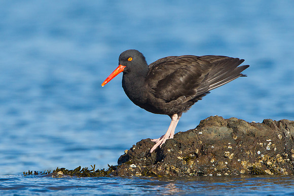 Black Oystercatcher