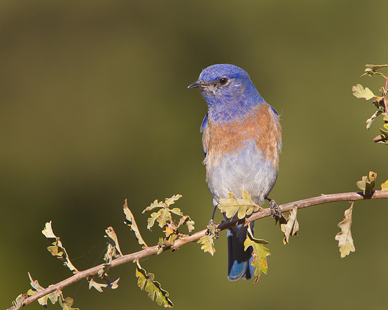 Western Bluebird