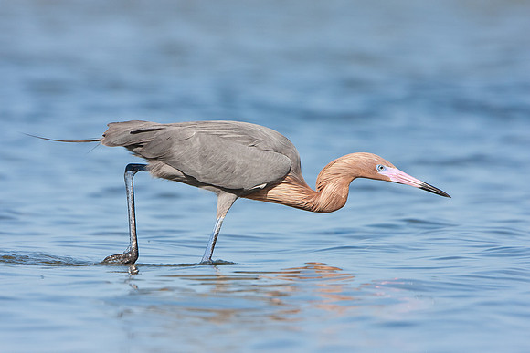 Reddish Egret