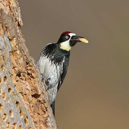 Acorn Woodpecker at granary tree with acorn in bill/beak.