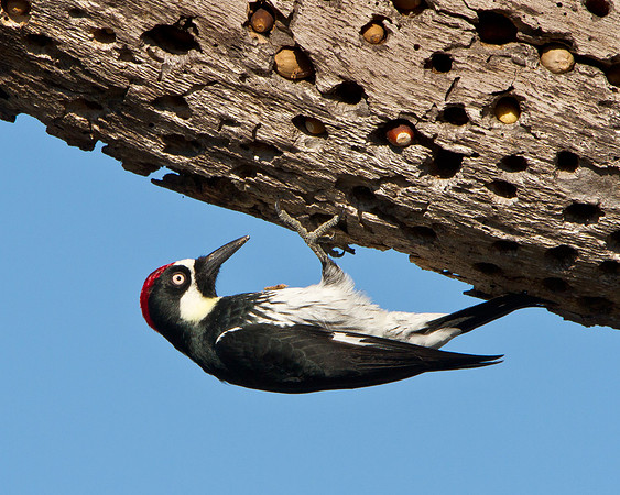 Acorn Woodpecker at granary tree