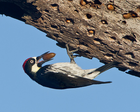 Acorn Woodpecker at granary tree with acorn in bill/beak.