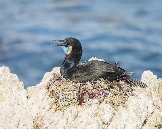 Brandt's Cormorant, sitting on nest