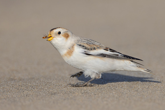 Snow Bunting
