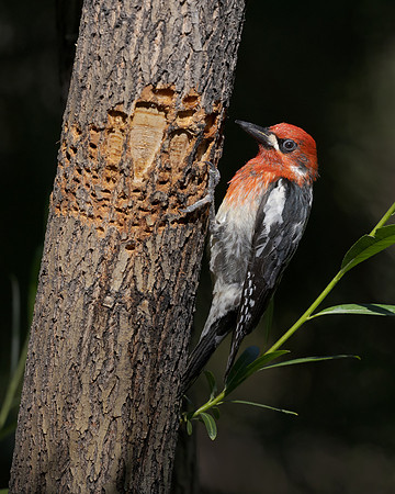 Red-breasted Sapsucker
