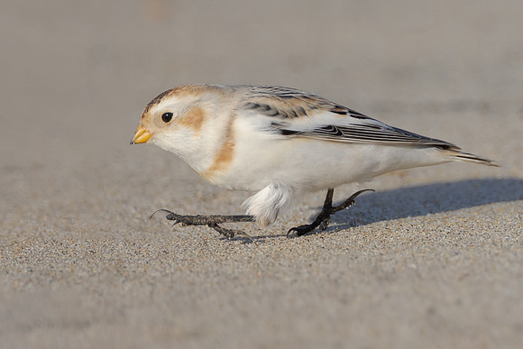 Snow Bunting