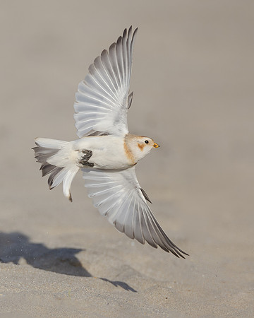 Snow Bunting
