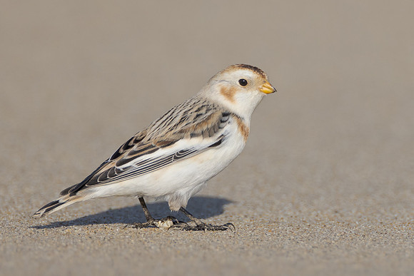 Snow Bunting