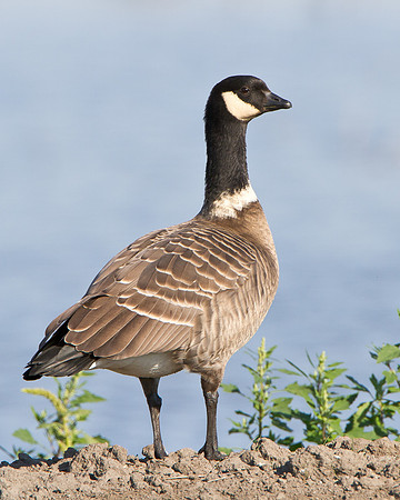 Cackling Goose
