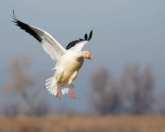 Snow Goose