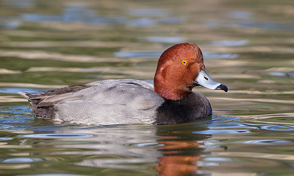 Redhead
