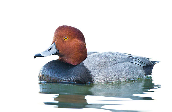Redhead