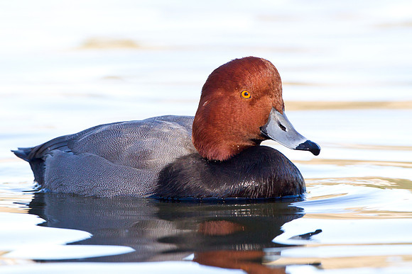Redhead