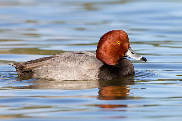 Redhead