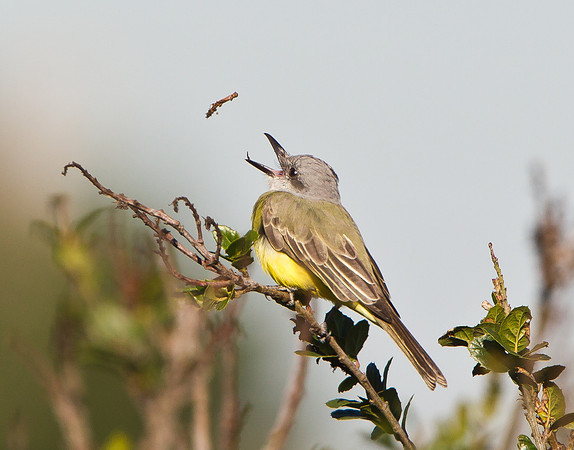 Tropical Kingbird, stick toss #3