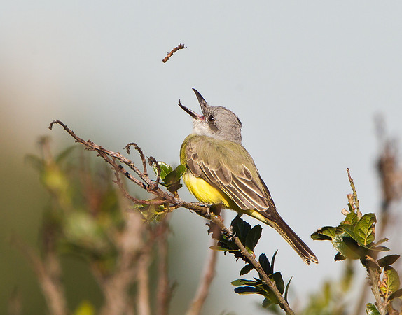 Tropical Kingbird, stick toss #2