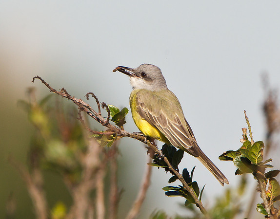 Tropical Kingbird, with twig