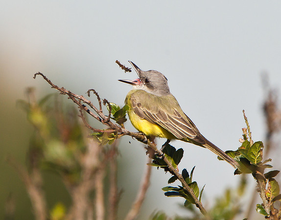 Tropical Kingbird, stick toss #1