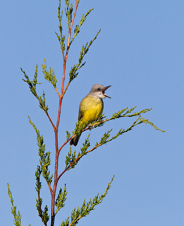 Tropical Kingbird