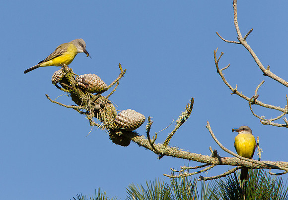 Tropical Kingbirds, each with insect