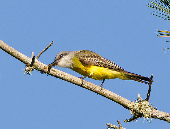 Tropical Kingbird, beating bee against branch