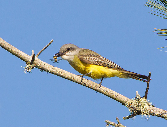 Tropical Kingbird, with bee
