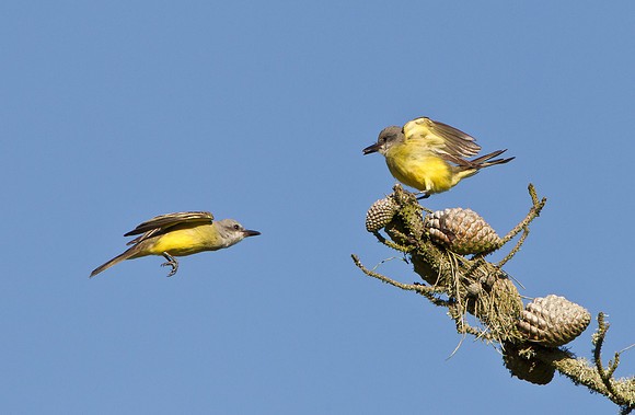 Tropical Kingbirds