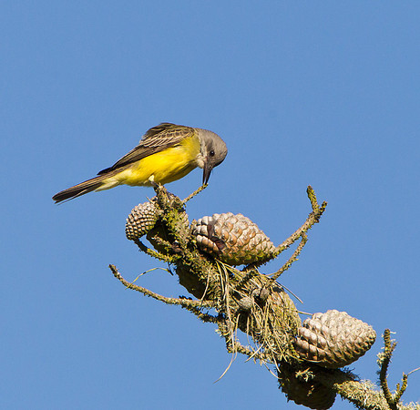 Tropical Kingbird, pulling at twig